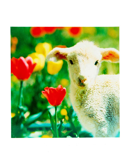 Lamb Cute Photographic Blank Easter Greeting Card