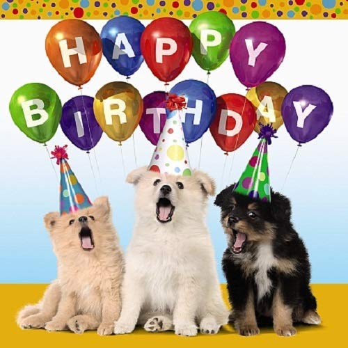 Carte Blanche 3D Holographic Card Up Close Birthday Dogs Wearing Hats {DC}