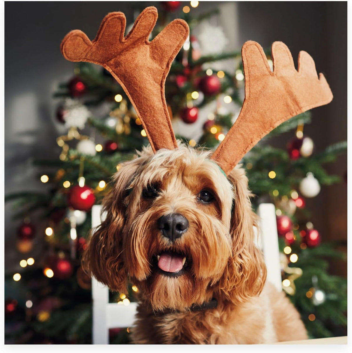 Dog In Antlers Design Christmas Card