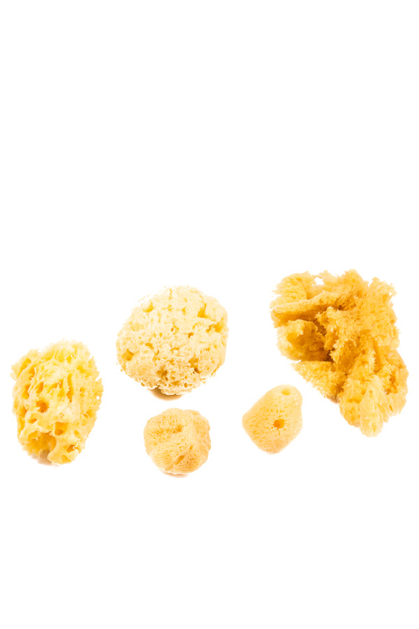 Variety Pack of Natural Sea Sponge