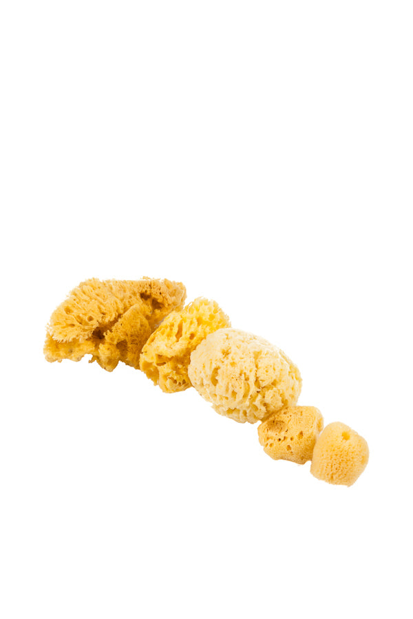 Variety Pack of Natural Sea Sponge