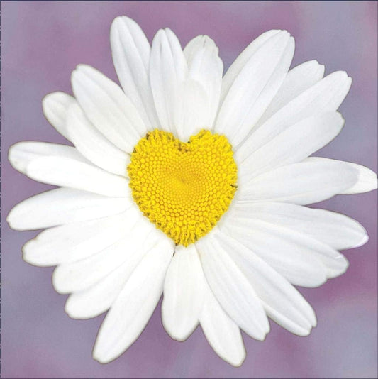 Daisy Heart from The Camden Graphics Range Blank Card