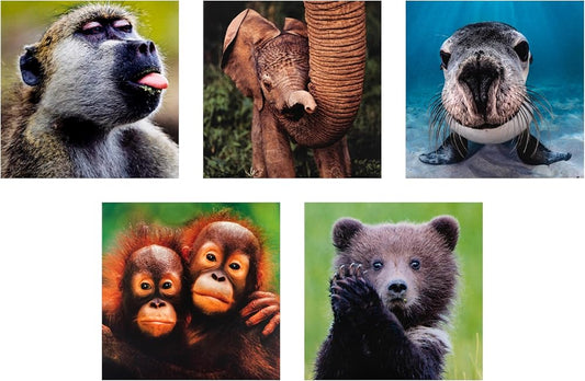 National Geographic Photographic Animals Pack of 10 in 5 Designs Birthday Thank You Blank Cards